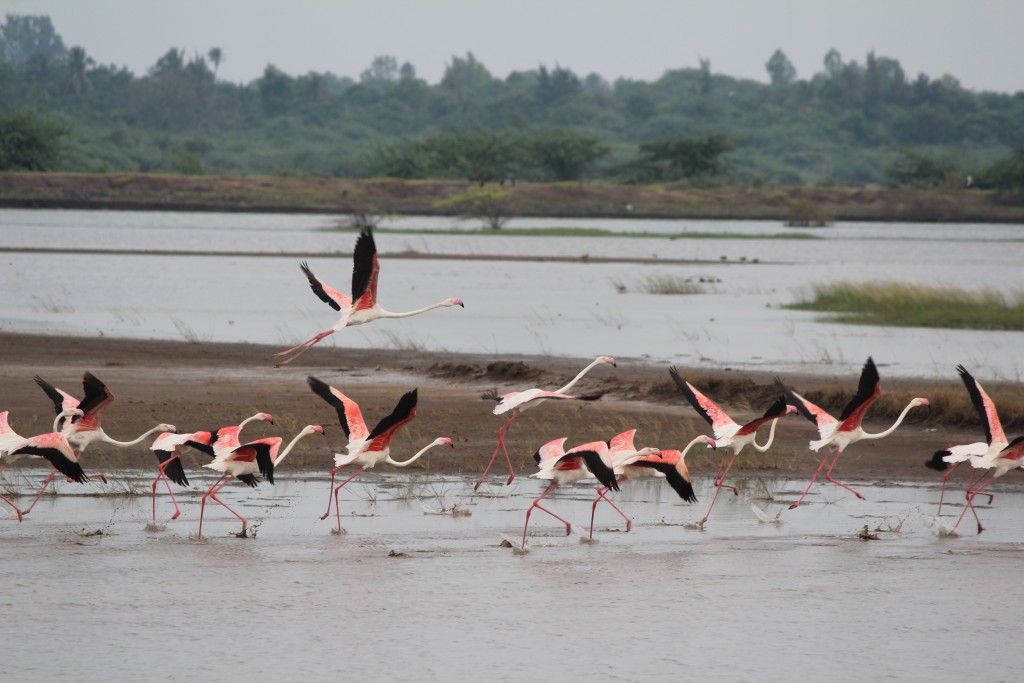 FlamingoesBorifaliaWetland