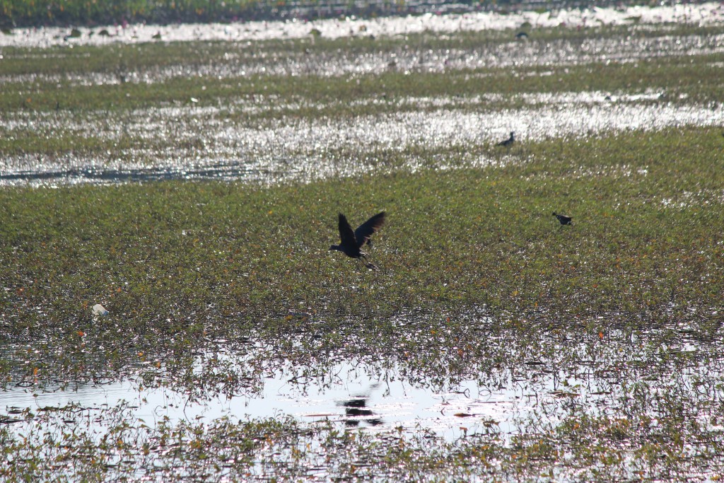 Indian Moorhen 3