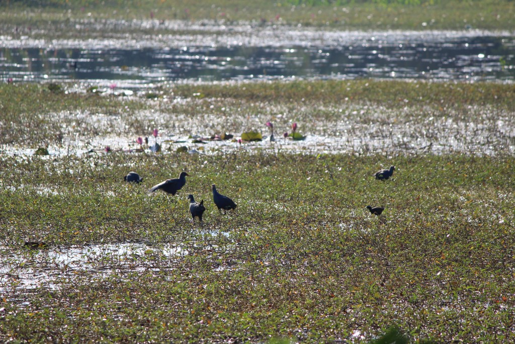 Purple Moorhen 1