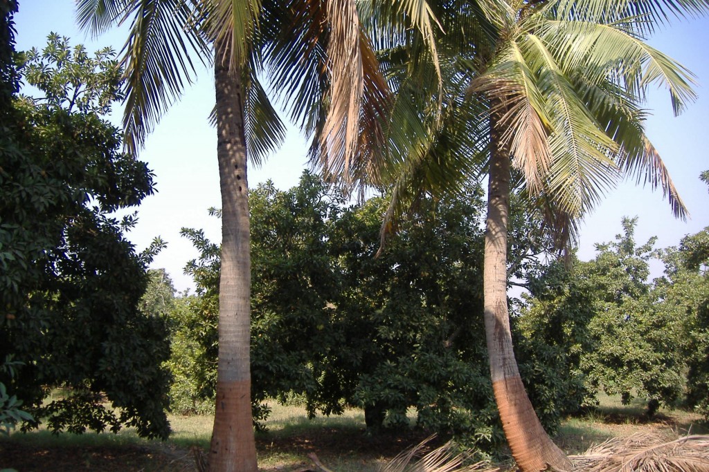Coconut , Chikoo and other fruit Trees on Kantibhai's Farm